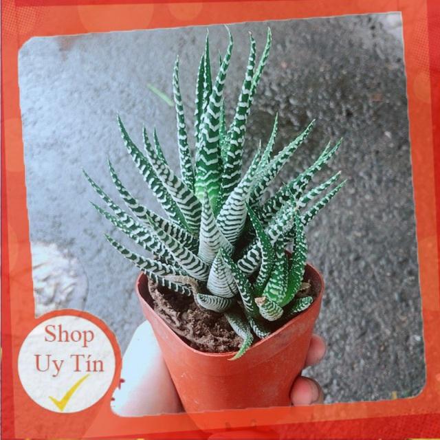 Móng Rồng Mang Lại May Mắn