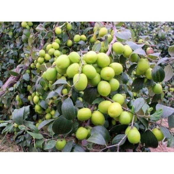 Giống táo đỏ tân cương