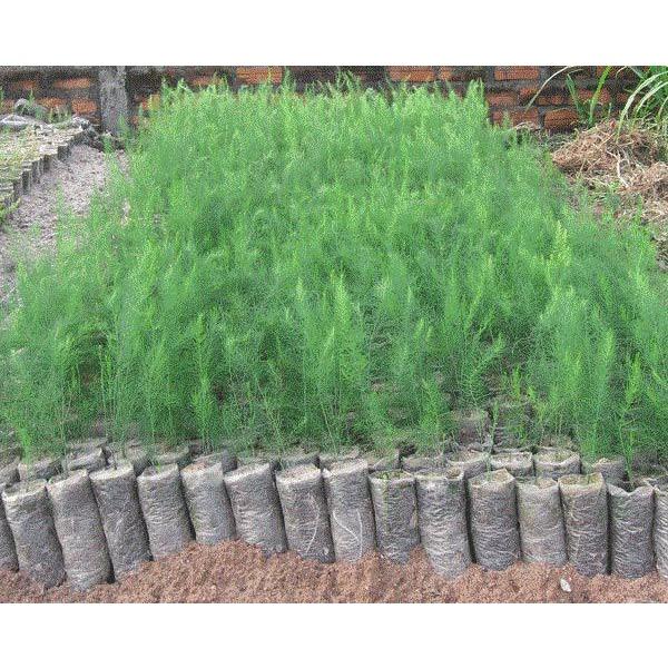 Cây giống măng tây xanh F1