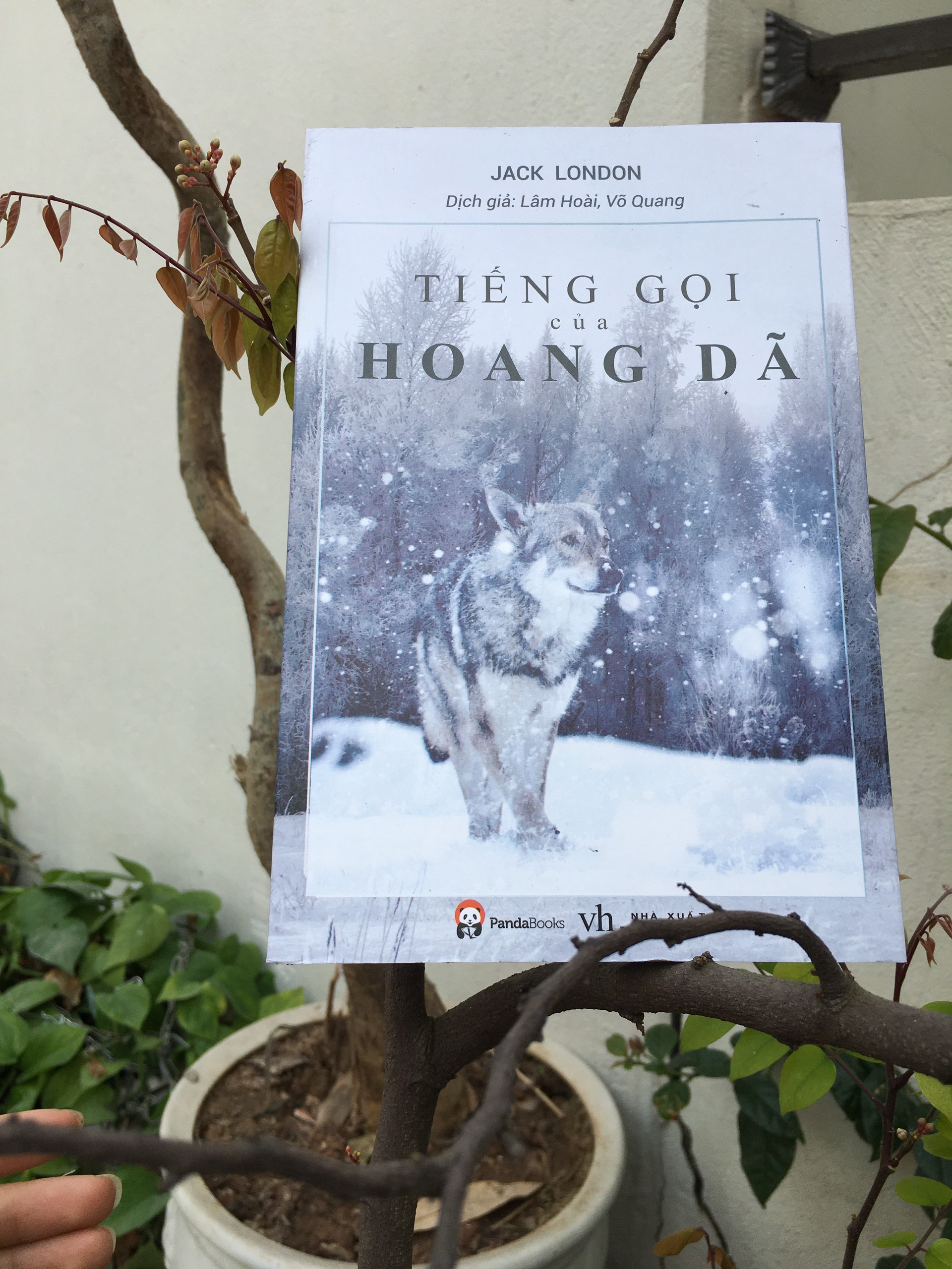 Tiếng gọi của hoang dã