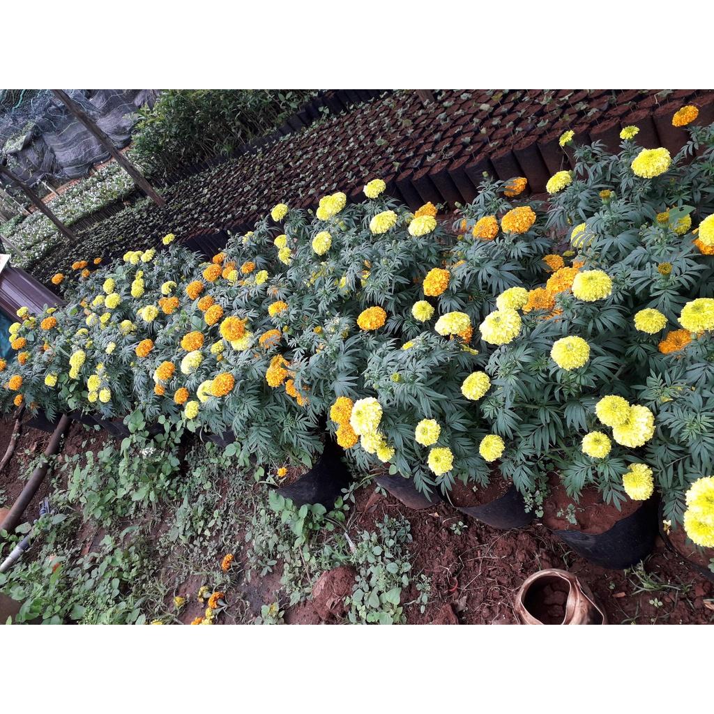 CÂY HOA CÚC VẠN THỌ