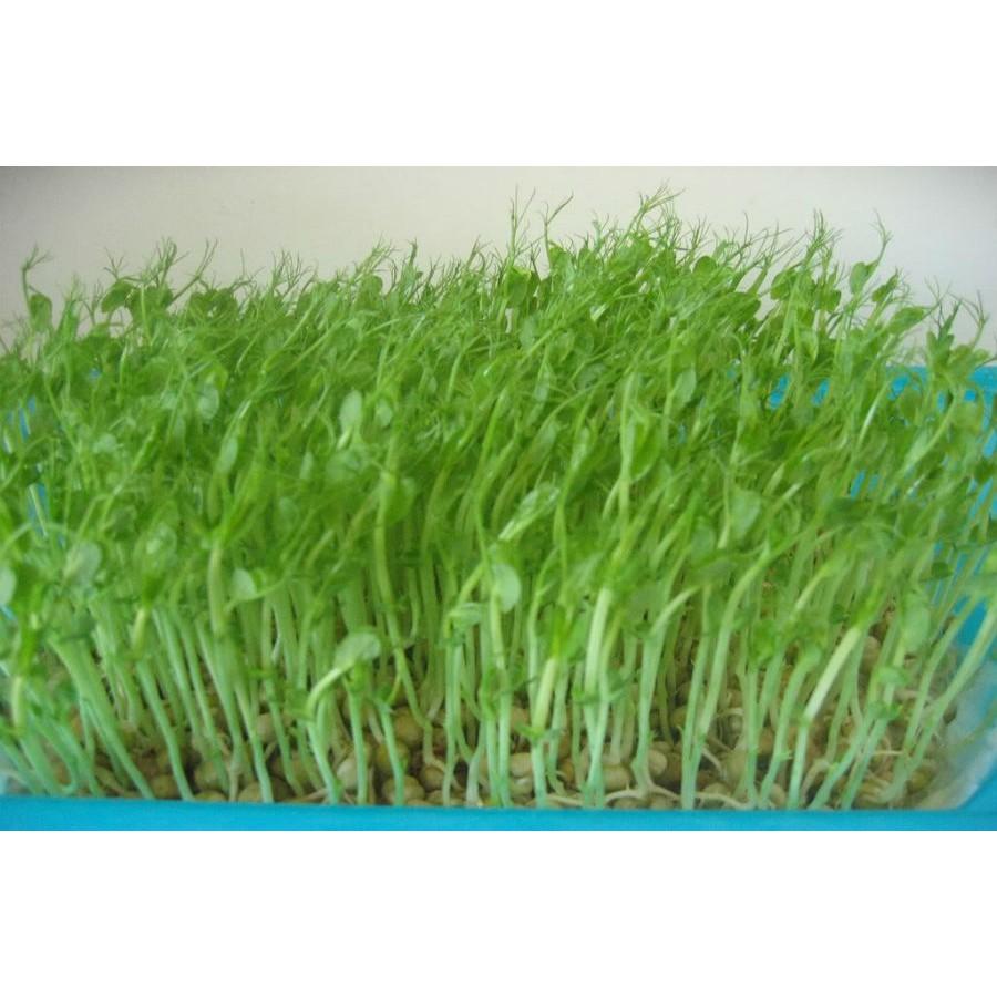 Hạt giống rau mầm đậu hà lan
