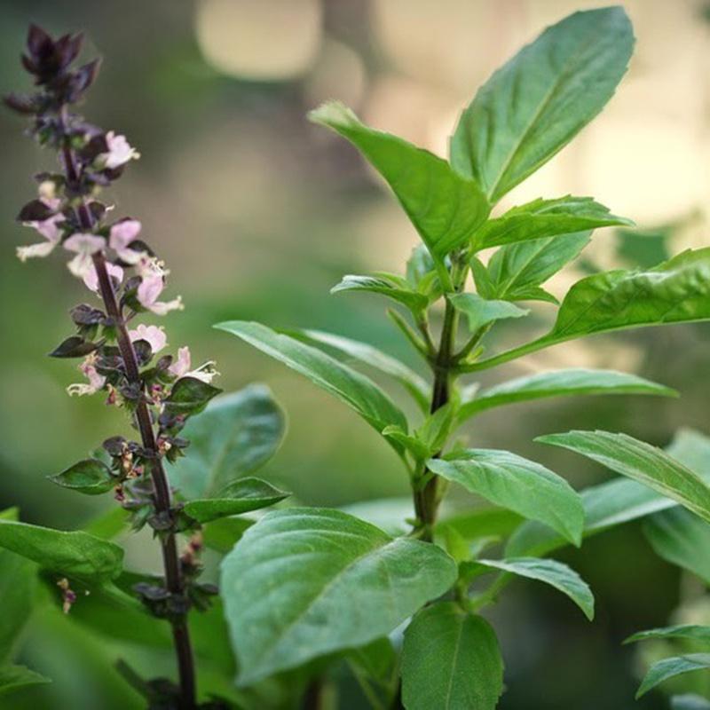 HẠT GIỐNG RAU QUẾ LÁ TO CAO SẢN