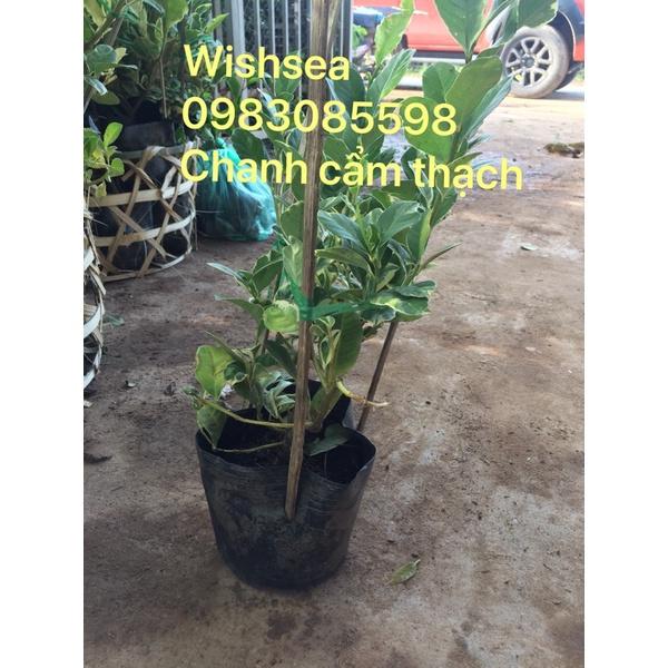 Cây ổi cẩm thạch và cây chanh cẩm thạch