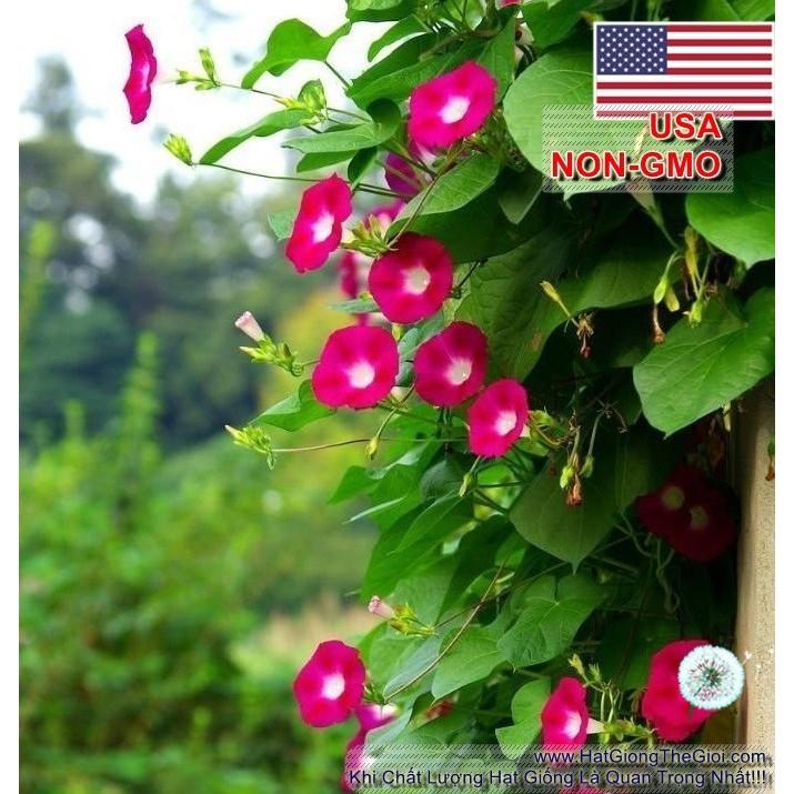 7GR 200.HẠT Hạt Giống Dây Leo Hoa Bìm Bìm Đỏ Scarlet