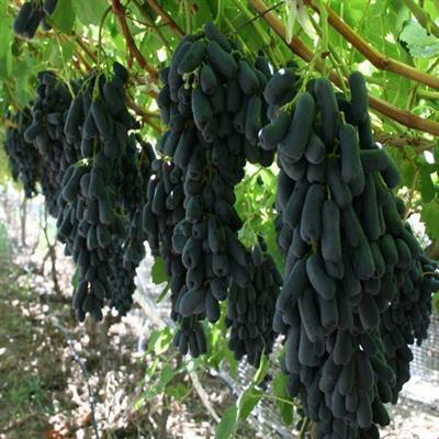Cây Giống Nho Ngón Tay Mỹ siêu sớm