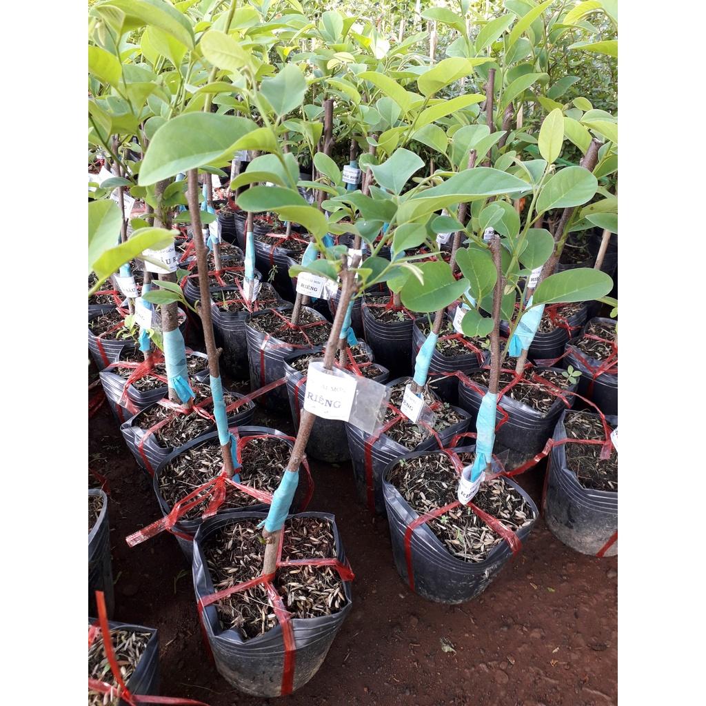 Cây giống Mãng Cầu Na hương vị Sầu Riêng.