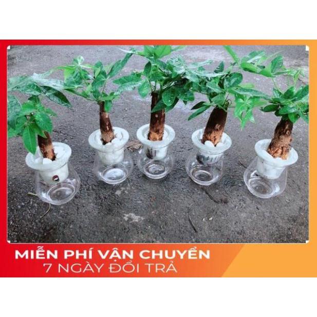 Chậu Kim Ngân 1 Thân Trồng Thuỷ Sinh