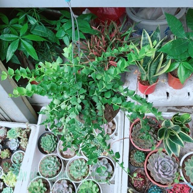 Chậu lá tim