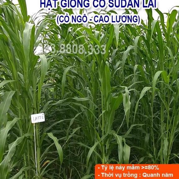 Hạt Cỏ Chăn Nuôi Sudan Lai 1KG- Cỏ cao lương lá mềm không lông năng suất cao