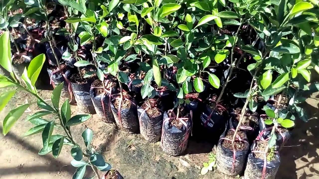 Cây giống Cam Xoàn Lai Vung siêu trái