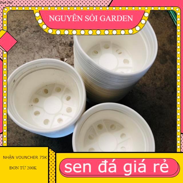 10 Chậu nhựa 10cm