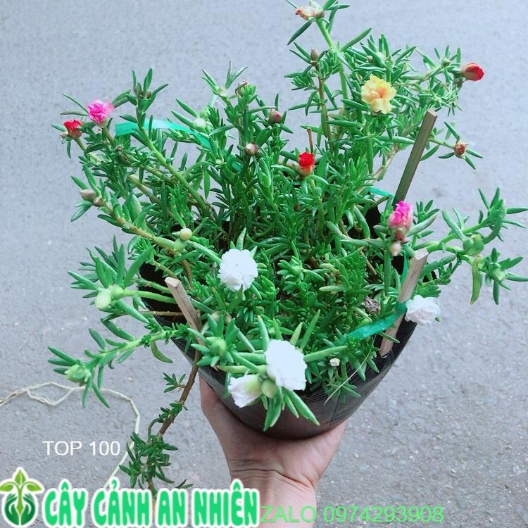 Hoa Mười Giờ