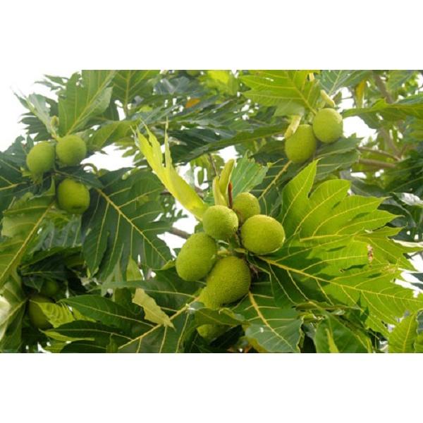 Cây sa kê cây lớn