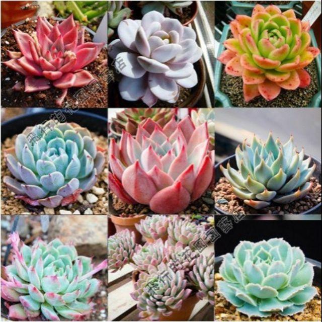 Hạt giống sen đá mix nhiều màu