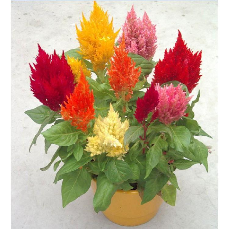 Hạt giống hoa mào gà lửa nhiều màu - 100 hạt/gói