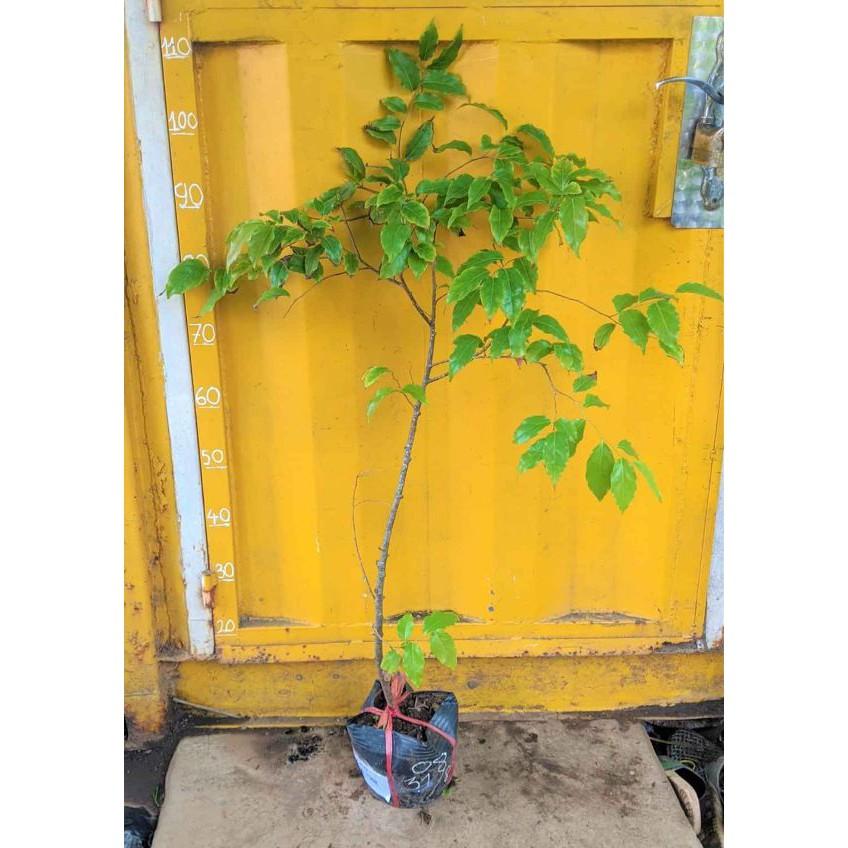 Cây Hồng quân.... 6 tháng cây cho trái