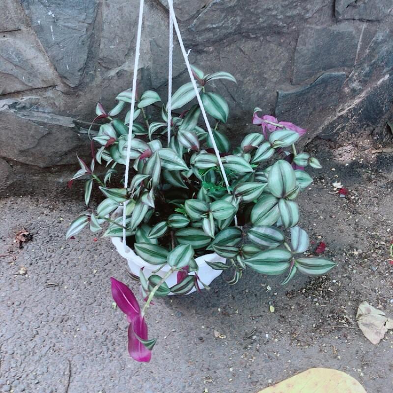 Chậu Cây Thài Lài