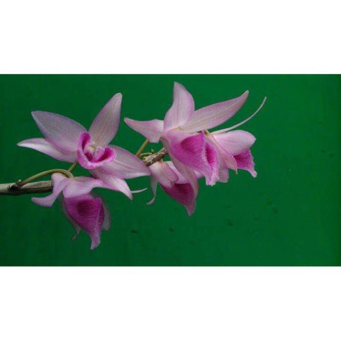 Phong lan phi điệp + 700g phân thỏ hữu cơ