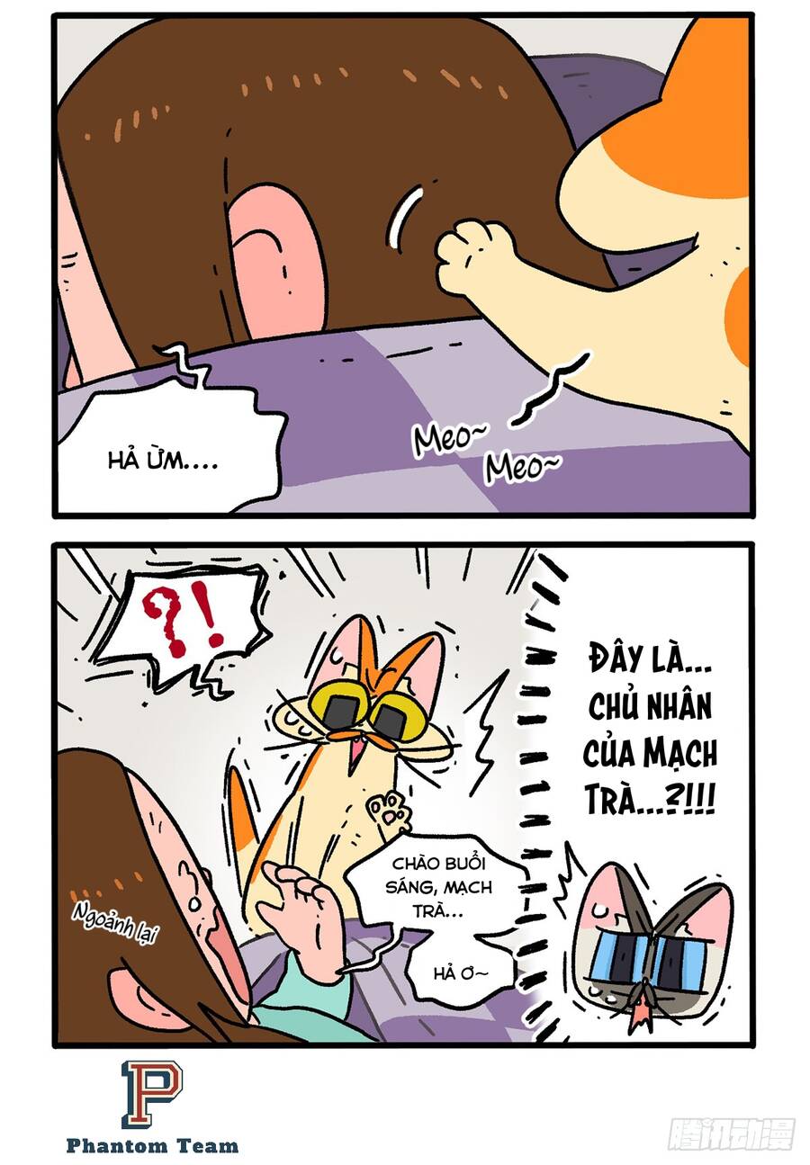 a mãn và mạch trà chapter 150 4