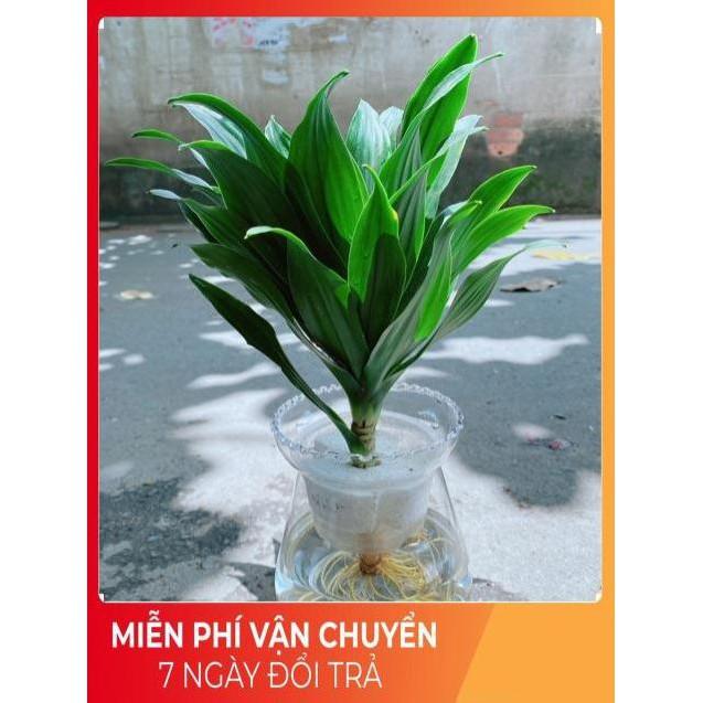 Chậu Phát Tài Thuỷ Sinh