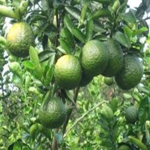 CÂY GIỐNG CAM SÀNH MIỀN NAM