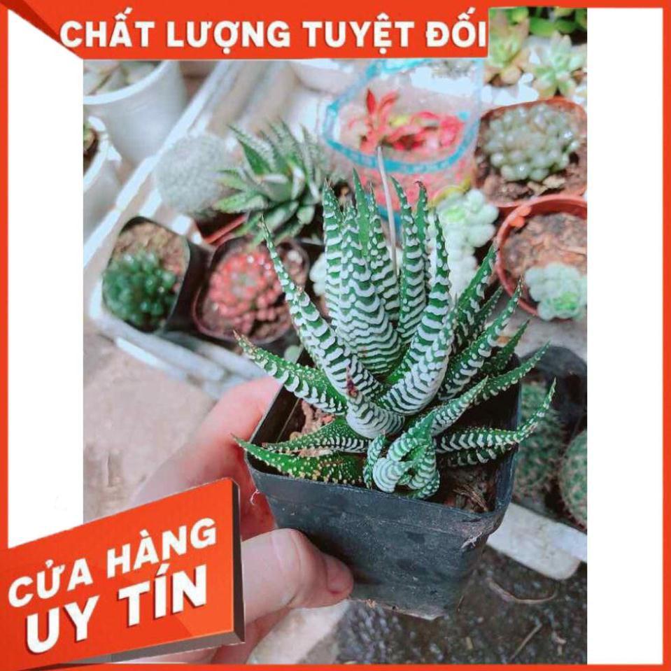 Cây móng rồng Nhiều Người Mua