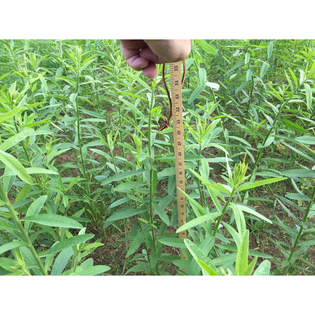 Hạt Giống Cỏ Lục Lạc Sợi - 100g - Hạt Giống Cỏ Chăn Nuôi