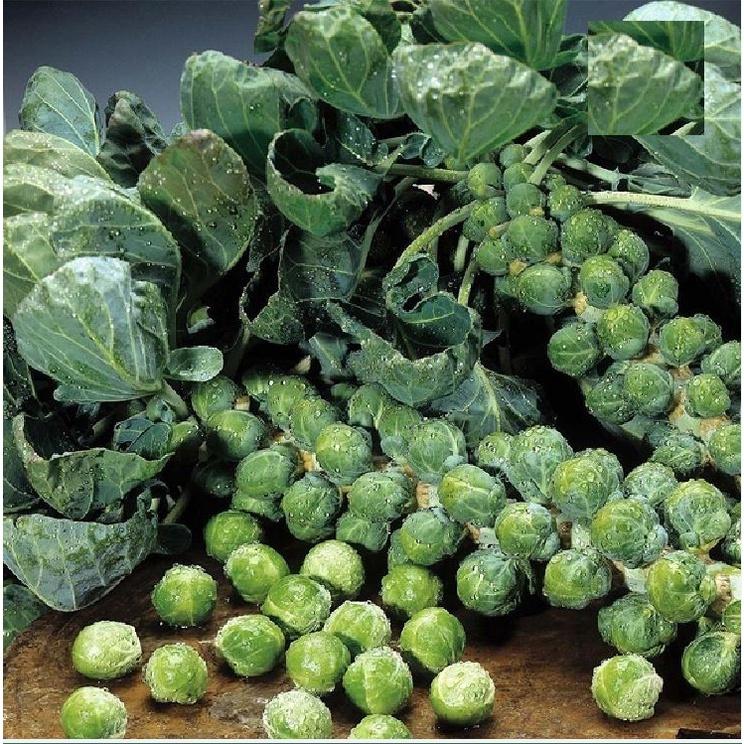 Hạt giống bắp cải tí hon xanh CT1 - Gói 20 hạt