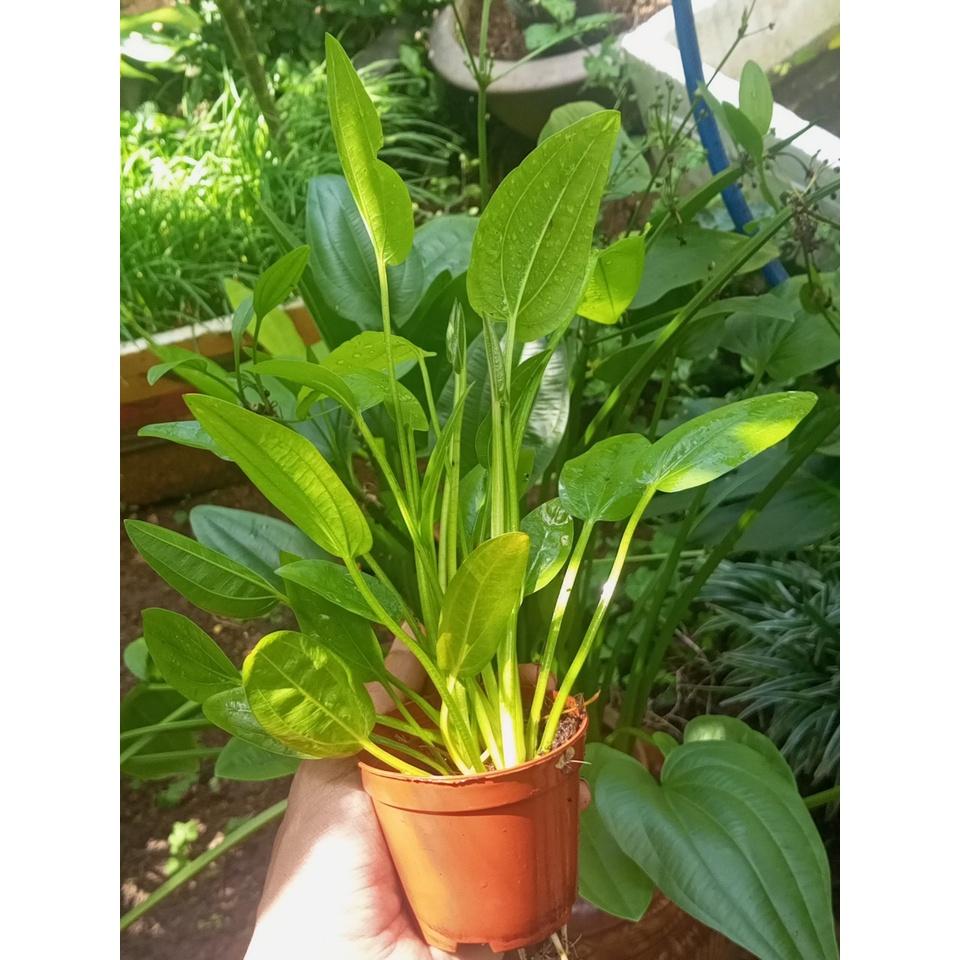 Chậu bách thủy tiên 4-5 thân 20-30cm