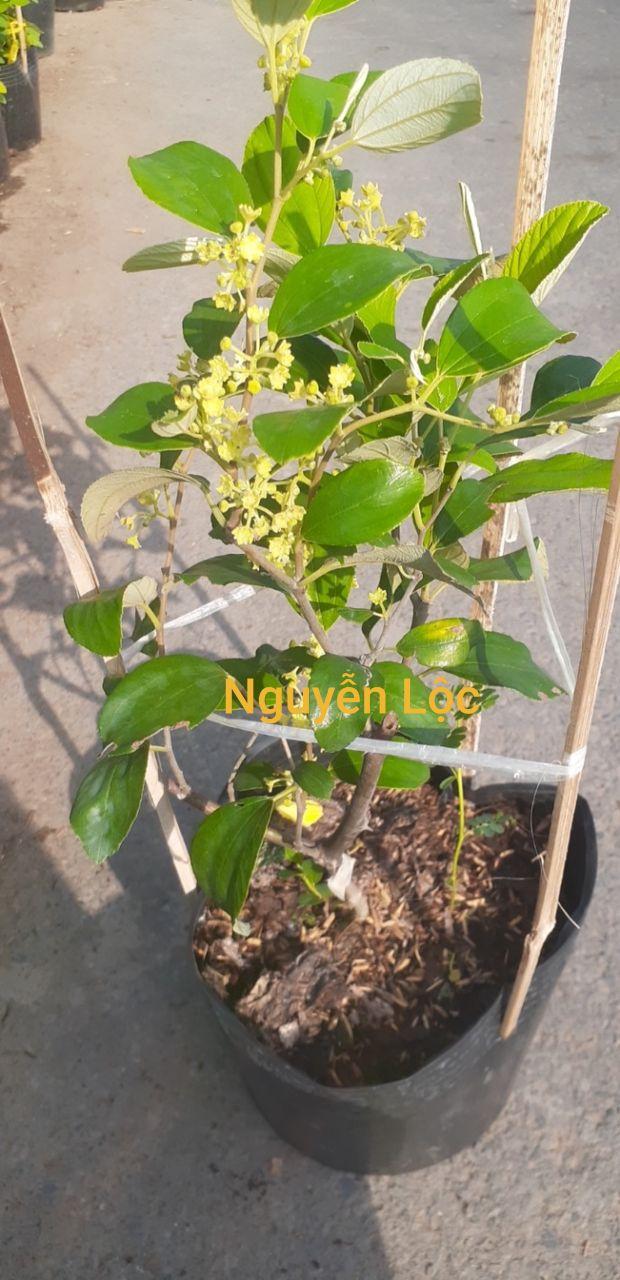 Cây giống táo thái - cam kết chất lượng