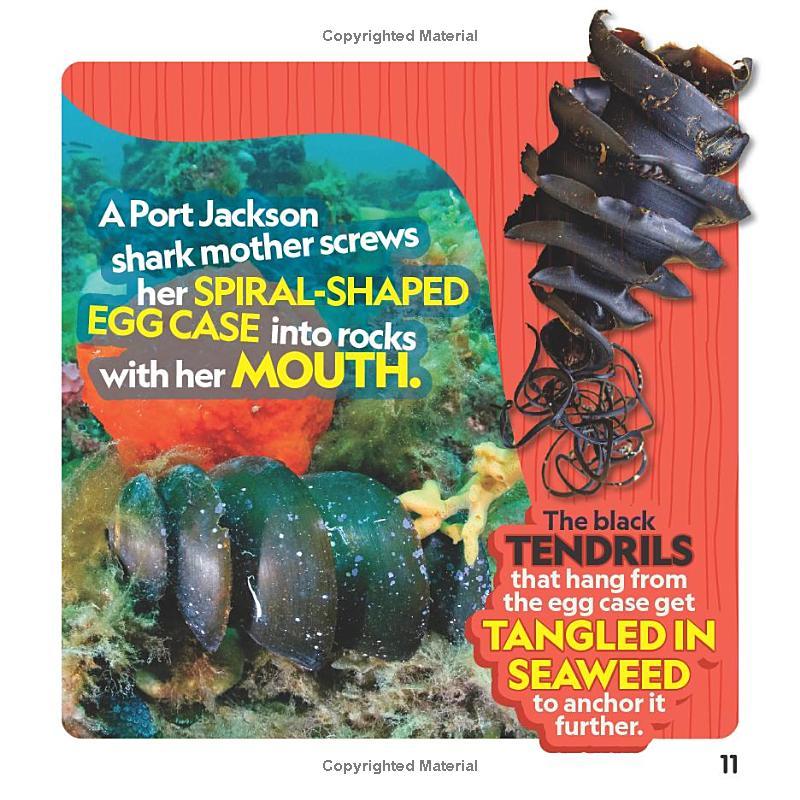 Sách ngoại văn: Weird But True! Sharks