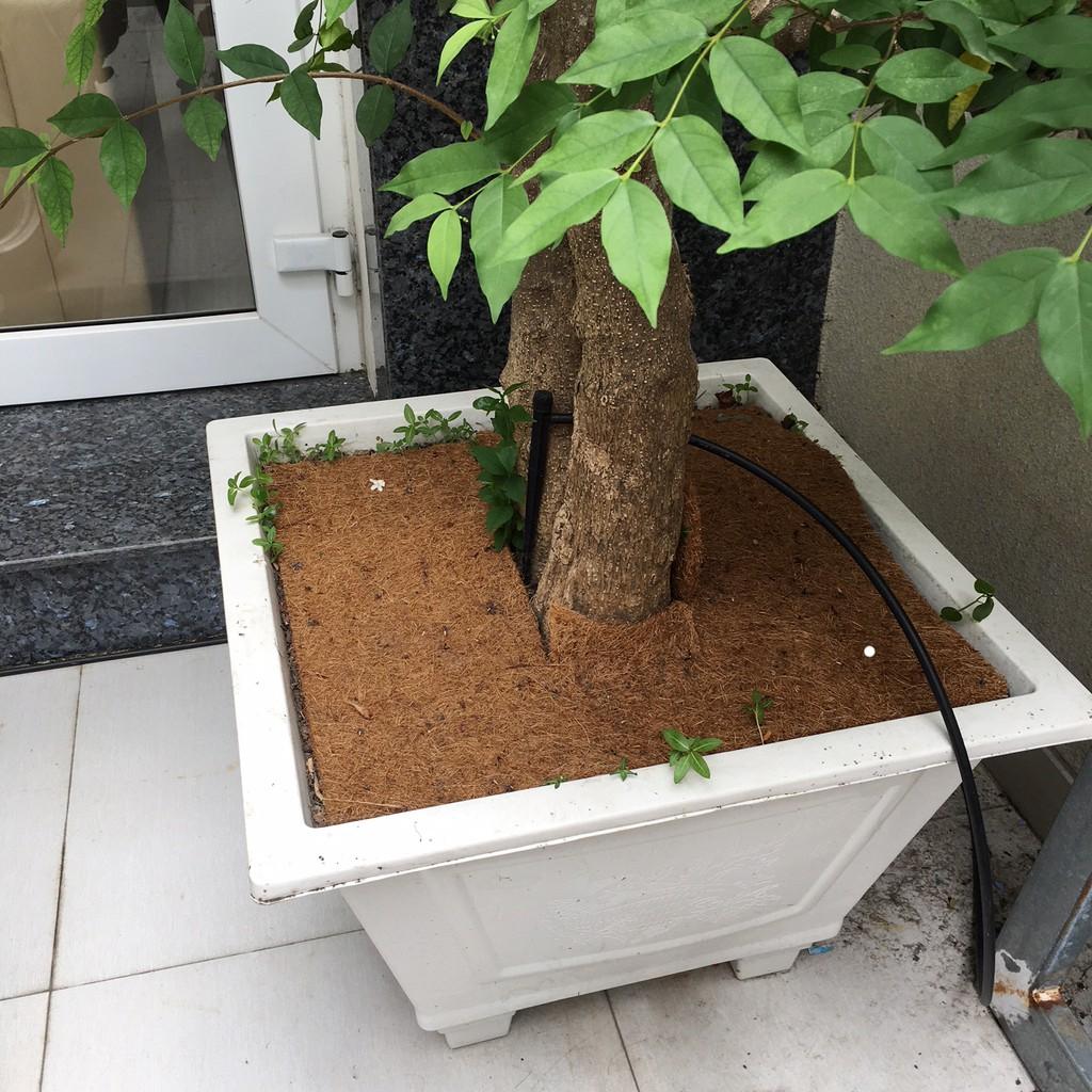 Thảm xơ dừa ép kích thước 50x50 cm, giá thể giữ ẩm cho cây