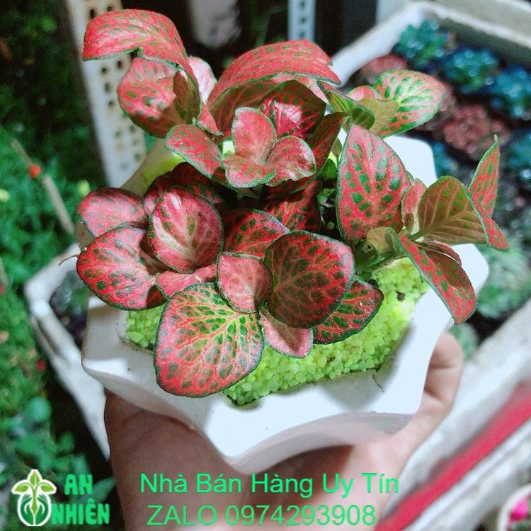 Chậu Cây Lá May Mắn Màu Đỏ