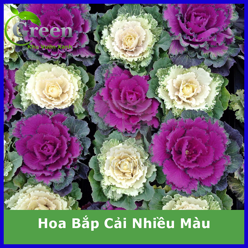 Hạt Giống Hoa Bắp Cải Nhiều Màu Mix