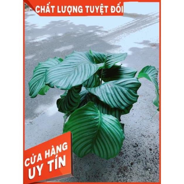 Đuôi Công Táo Xanh