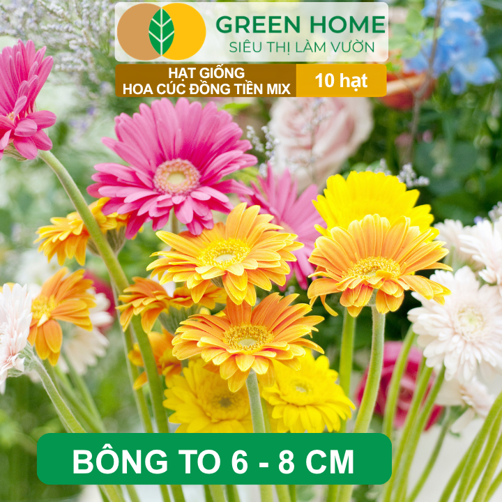 Hạt Giống Hoa Cúc Đồng Tiền Mix GreenHome, Gói 10 hạt, Hoa Nở Rực Rỡ, Dễ Trồng Quanh Năm H17