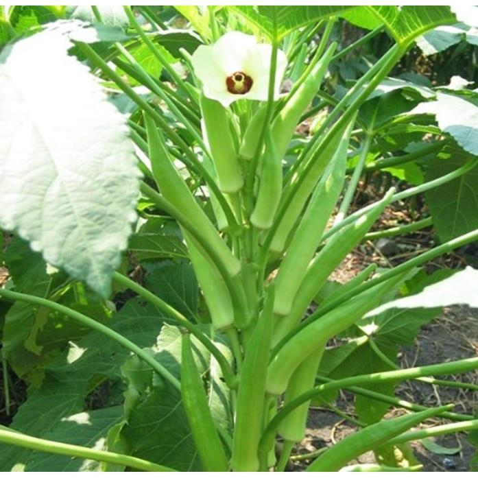 Hạt Giống Đậu Bắp Xanh Cao Sản Gói 10-100-500 Hạt - Vườn Ban Công