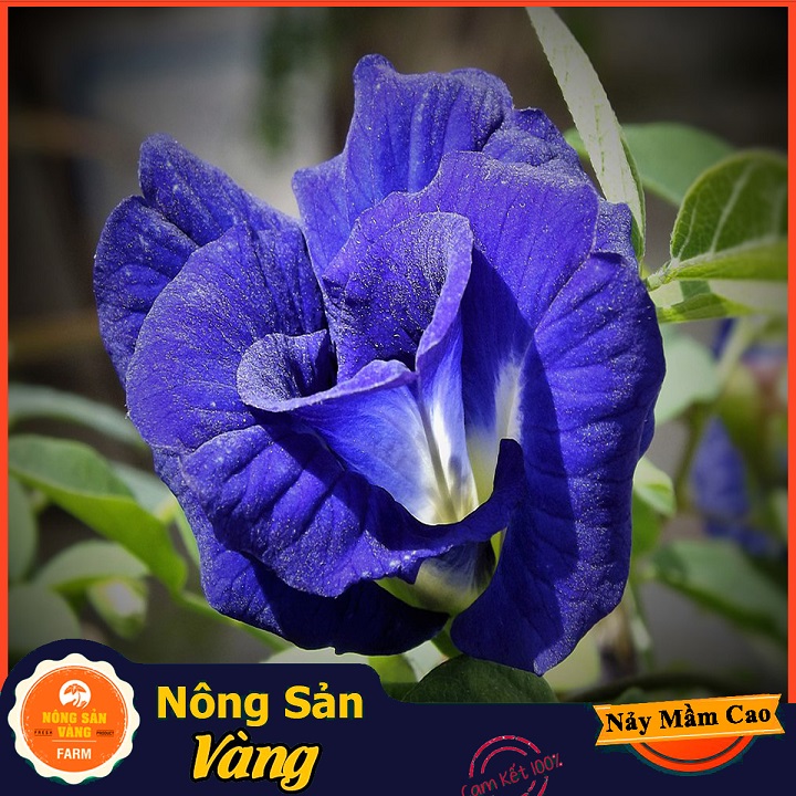 Hạt giống Hoa Đậu Biếc Đơn ( Gói 20 hạt ) - Nông Sản Vàng