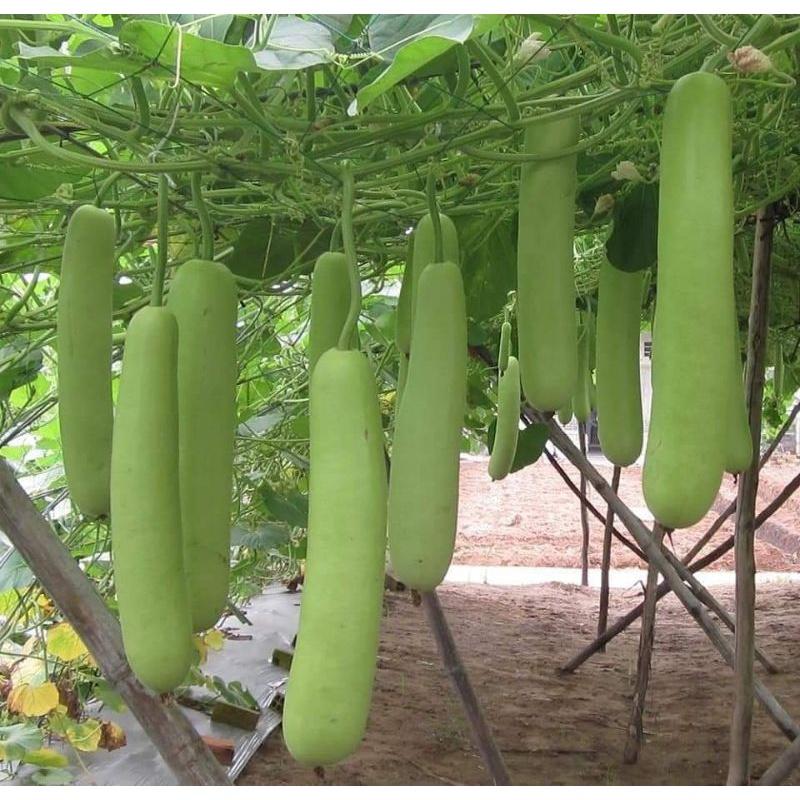 Hạt giống bầu xanh TN218 Trang Nông