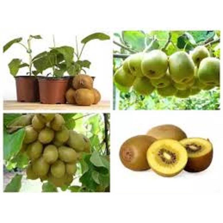 CÂY GIỐNG KIWI LEO GIÀN RUỘT VÀNG DÒNG QUẢ SỚM, CAM KẾT CHUẨN GIỐNG F1