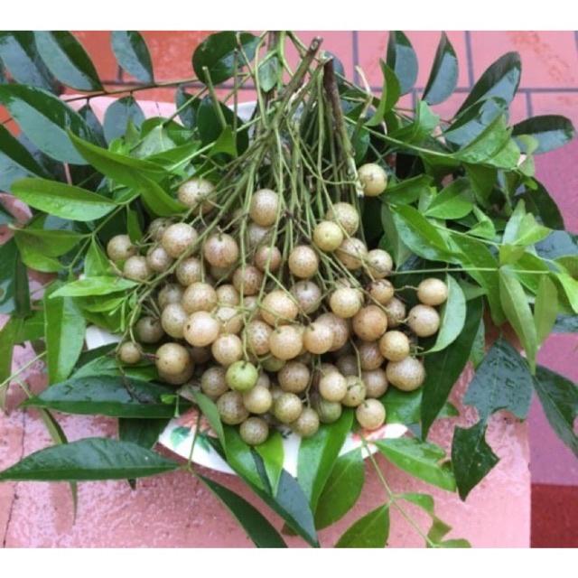 Cây giống mắc mật