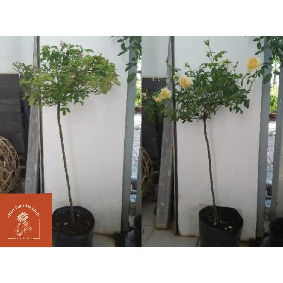 Hoa hồng Tree Thân Gỗ Pine Dream rose Vàng đồng sang chảnh quý phái