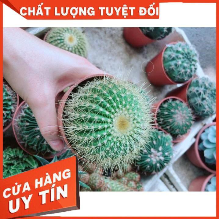 Xương Rồng Kim Hổ Nhiều Người Mua