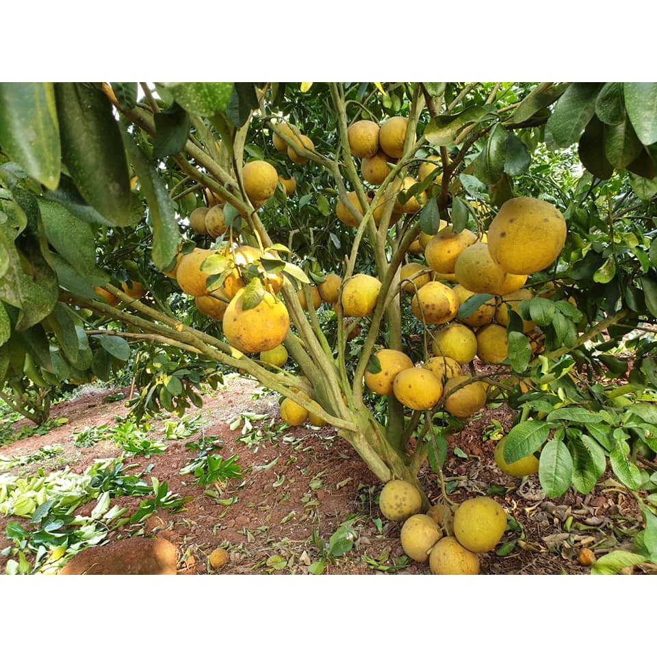 Cây Giống Bưởi Đỏ Tân Lạc