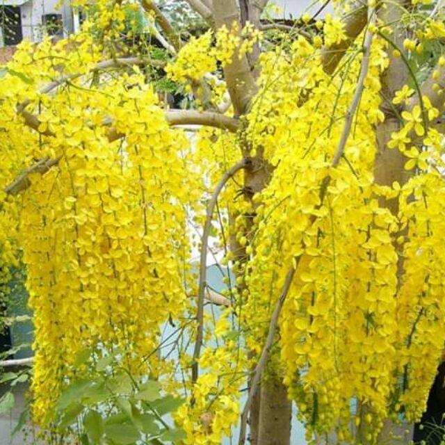 Cây giống hoa muồng hoàng yến vàng-hoa osaka vàng