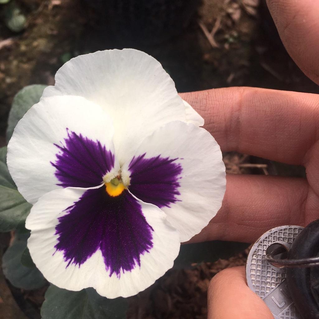 Cây Hoa Pansy Trồng Sẵn Bầu Đen,Màu Sắc Bắt Mắt