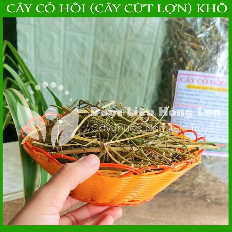 Cây Cỏ Hôi (Cây Cứt Lợn) khô 1kg