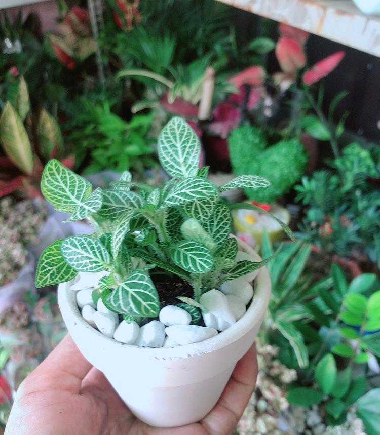 Chậu Cây Cẩm Nhung Xanh Lá