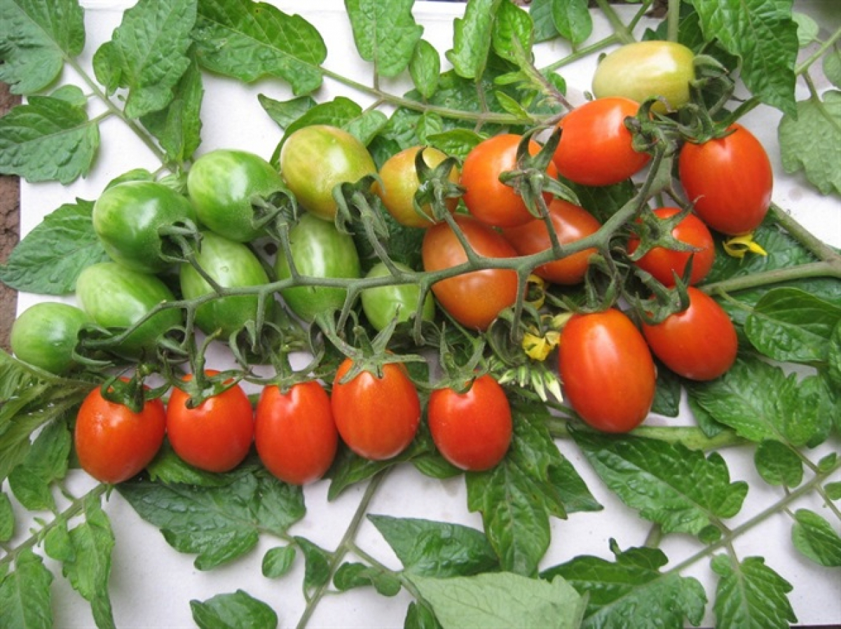 Hạt giống cà chua bi F1 dễ trồng, dinh dưỡng cao - gói 0.1gr~40-50 hạt